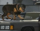 New GTA 5 details reveal pet dog